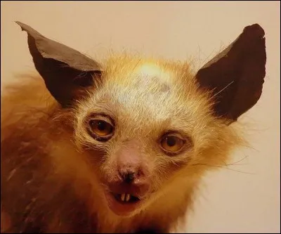 Dans le même Disney, comment le chat s'appelle-t-il ?