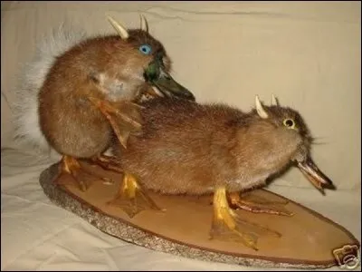 Comment dit-on "canard" en anglais ?