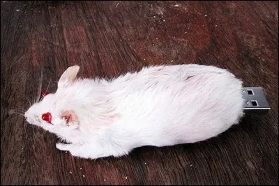 Où insère-t-on cette souris ?