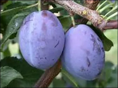 Quelle est la bonne orthographe du nom d&eacute;signant cette grosse prune oblongue de couleur violette ?