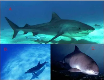 Mais où est le dauphin ?