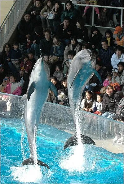 Comment appelle-t-on ces aquariums pour dauphins présents dans les parcs d'attraction ?