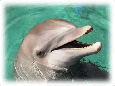 Comment s'appelle ce dauphin, vedette d'une série télévisée américaine ?