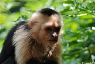 Le sapajou est un petit singe d'Amérique latine.