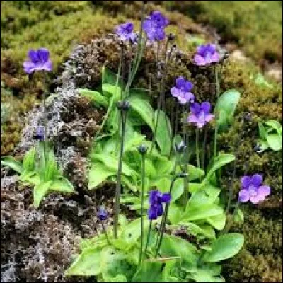Les grassettes, très fréquentes le long des ruisseaux dans les Alpes et les Pyrénées, sont des plantes carnivores.