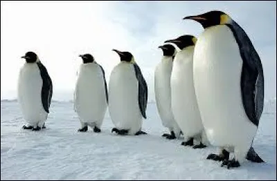 C'est bien connu, les manchots peuvent voler !