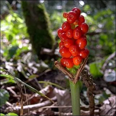 Les raisins de l'arum tacheté, très parfumés, sont parfaits pour la préparation de tisanes.