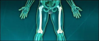 L'os le plus long du corps humain est le fémur, il mesure en moyenne 70 cm.