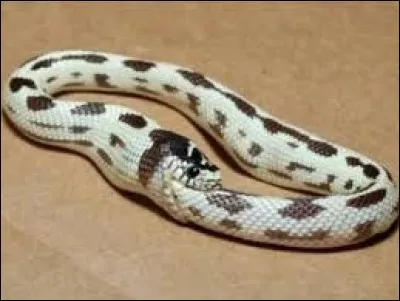 Que signifie "C'est le serpent qui se mord la queue" ?