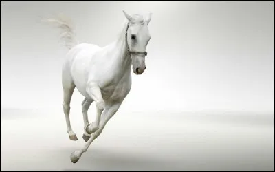 Quelle est la robe du cheval à droite ?