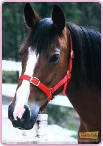 Comment s'appelle le cheval de Steph ? (Au début)