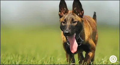 Pourquoi les chiens tirent-ils la langue quand il fait chaud ?