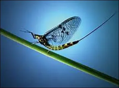 Quelle est la durée de vie de l'ordre des insectes appelé "Les éphémères" ?