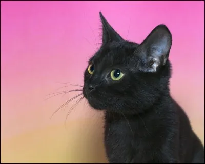 Pourquoi Chat Noir est-il noir ?