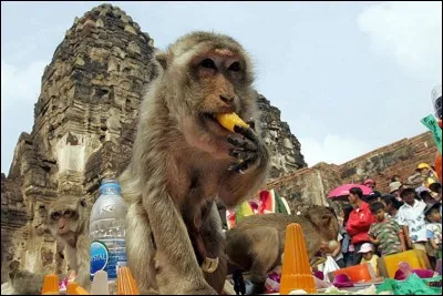 Assister à la Fête des Singes, mon rêve !