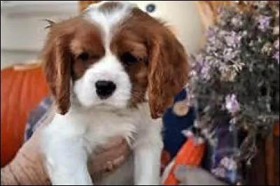 J'espère que tu as des bonnes réponses... Quelle est la spécialité du Cavalier King Charles ?