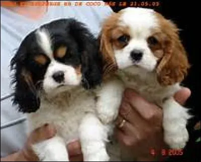 D'accord, je refais une question compliquée. Combien de portées une femelle peut-elle avoir ?