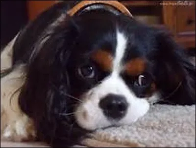 Pas très compliqué hein ? Quel est le poids moyen d'un Cavalier King Charles ?
