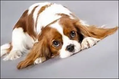 Bon j'espère que tu y arrives... Lequel de ces caractères le Cavalier King Charles ne possède-t-il pas ?