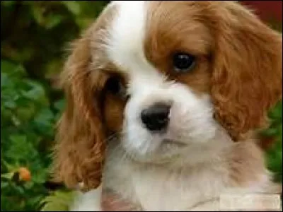 Je vais mettre une question dure, quand même. En quelle année le Cavalier King Charles est-il apparu ?