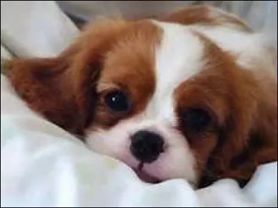 Tu vas m'en vouloir mais je vais refaire une petite question difficile. Comment appelle-t-on la marque blanche qui est centrée sur la tête des cavaliers ?