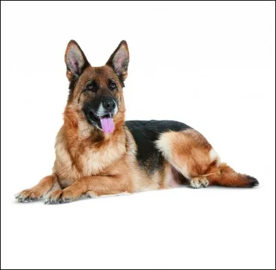 Quelle est cette race de chien ?