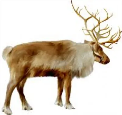 Comment se nomme la renne la plus gracieuse ?