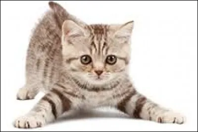 John Blacksad est un chat détective privé.