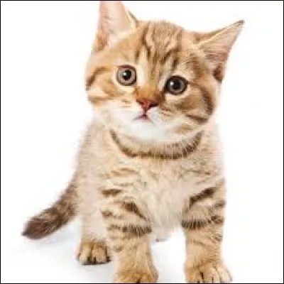 Lassie est un chat célèbre.