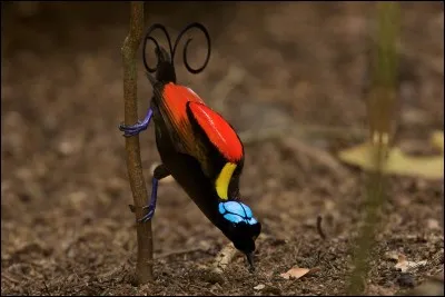 Dans quel pays vas-tu aller pour danser avec lui ?