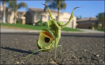 C'est la Fièvre du Samedi soir pour ...