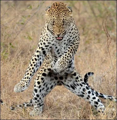 C'est Noël aussi dans la savane africaine, .. ... danse !