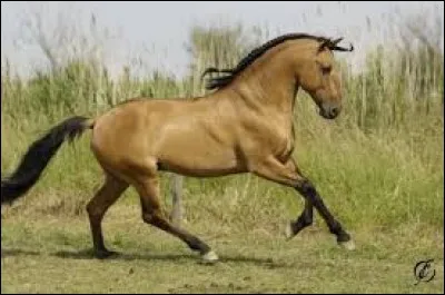 De quelle race est ce cheval ?