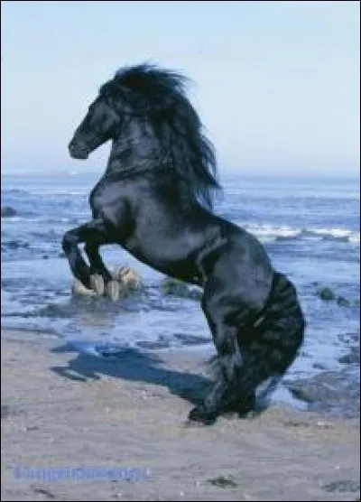 De quelle race est ce cheval ?