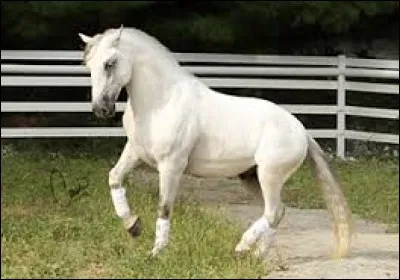 De quelle race est ce cheval ?
