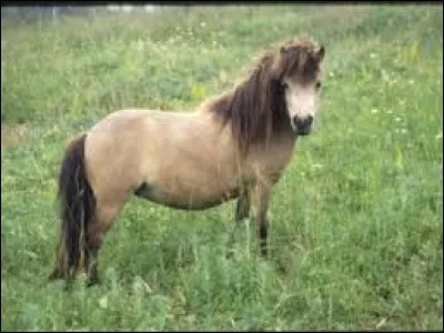 De quelle race est ce cheval ?