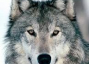 Quiz Les loups