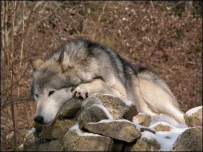 Que signifie &laquo; avoir une faim de loup &raquo; ?