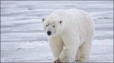 De quelle couleur est la peau d'un ours polaire ?