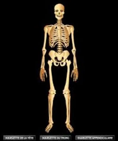 Dans le corps humain, où se trouve les phalanges ?