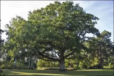 Quel est cet arbre ?