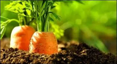 Lequel de ces animaux raffole des carottes ?