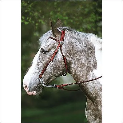 Quelle est la particularit de ce filet ?