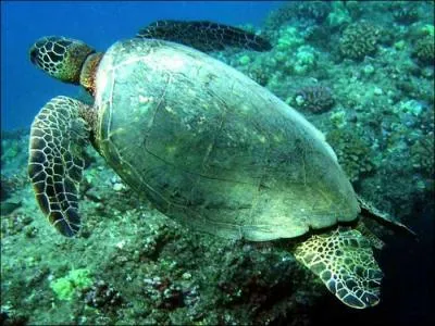 Est-ce un animal domestique ?