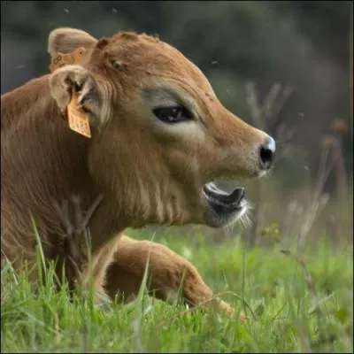 Est-ce un animal domestique ?