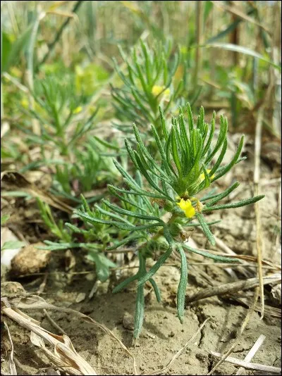 Si je vous dis : « Fleurs », vous répondez :