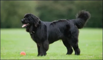 Quelle est cette race de chiens ?