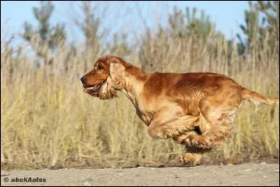 Quelle est cette race de chiens ?