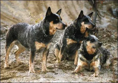 Quelle est cette race de chiens ?