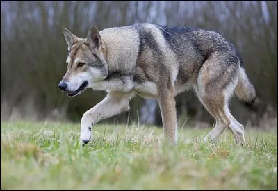 Quelle est cette race de chiens ?